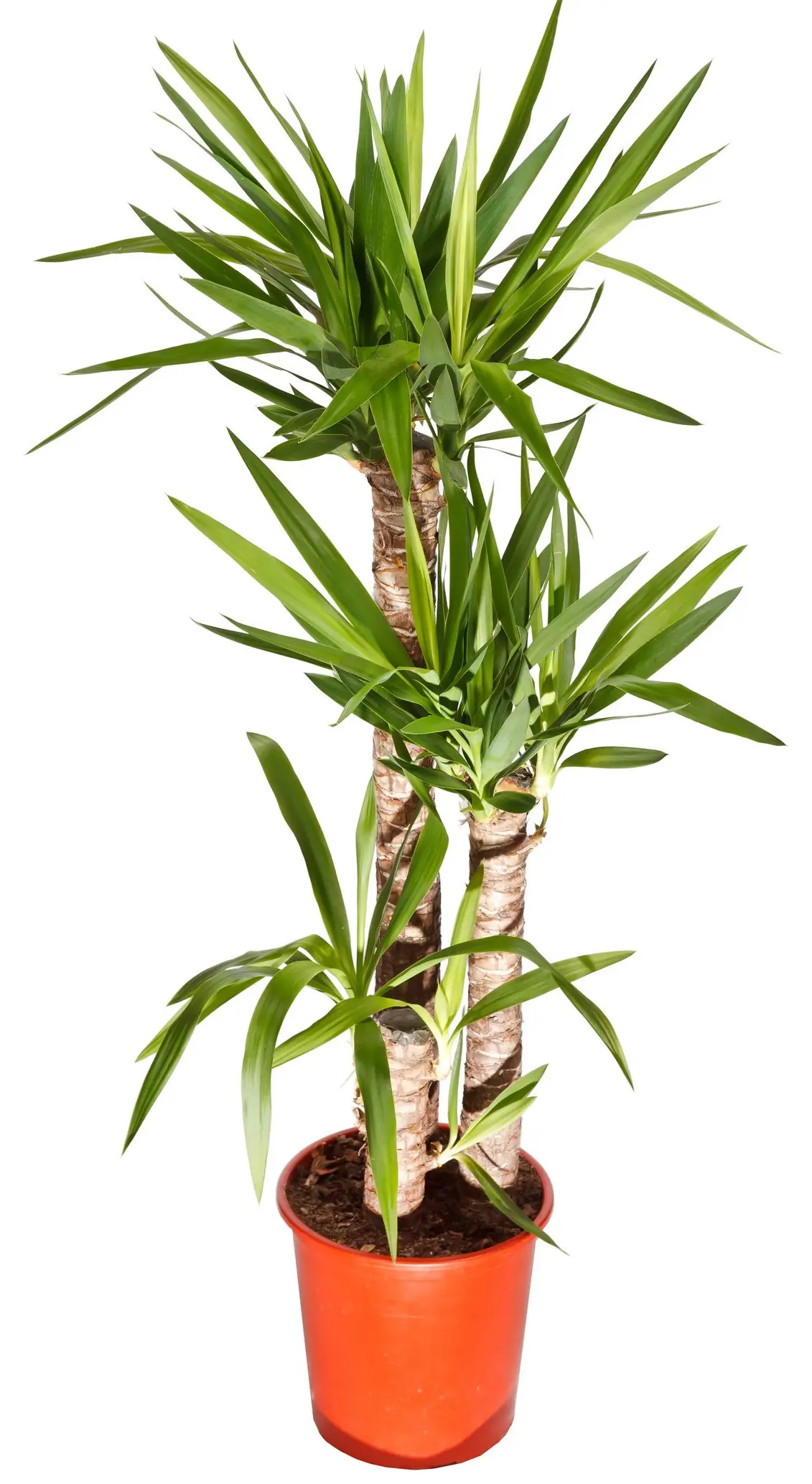 Tronchetto della felicità fiore: tutto quello che devi sapere - Come far fiorire il tronchetto della felicità tronchetto della felicità fiore - Come far fiorire il tronchetto della felicità