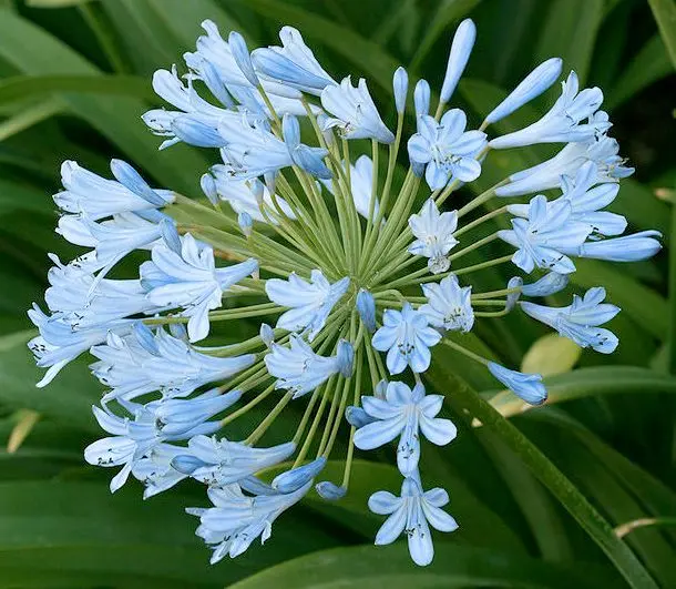 Agapanthus Fiori: tutto quello che devi sapere - Come far fiorire l Agapanthus agapanthus fiori - Come far fiorire l Agapanthus