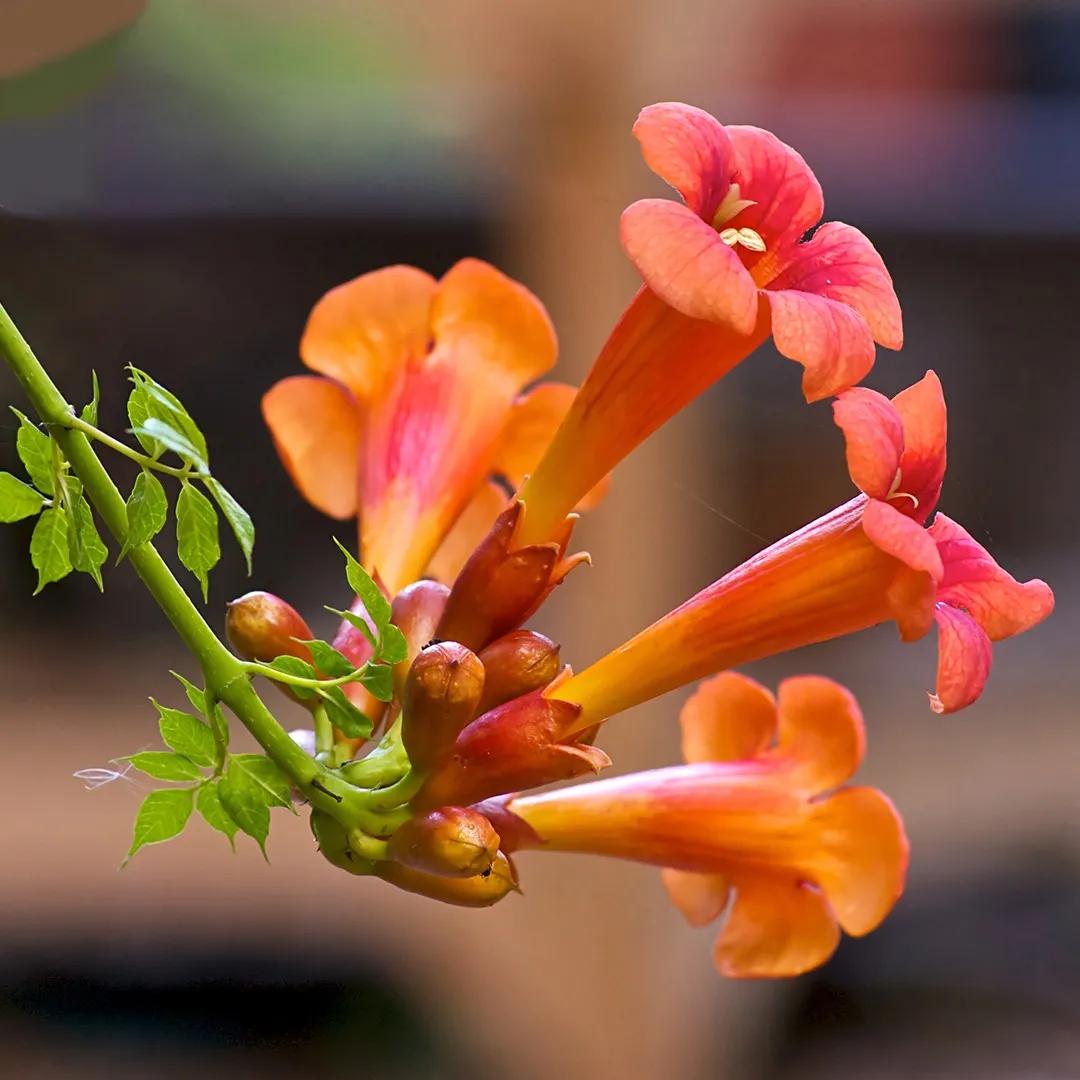 pianta con fiori arancioni a campana - Come far fiorire la bignonia