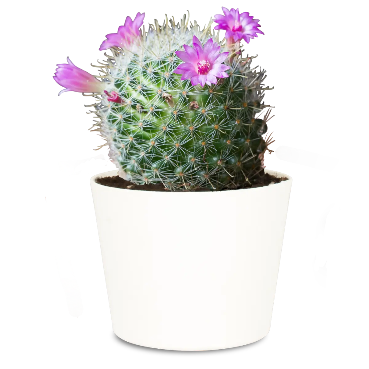 Opuntia microdasys fiore: come far fiorire e curare la pianta