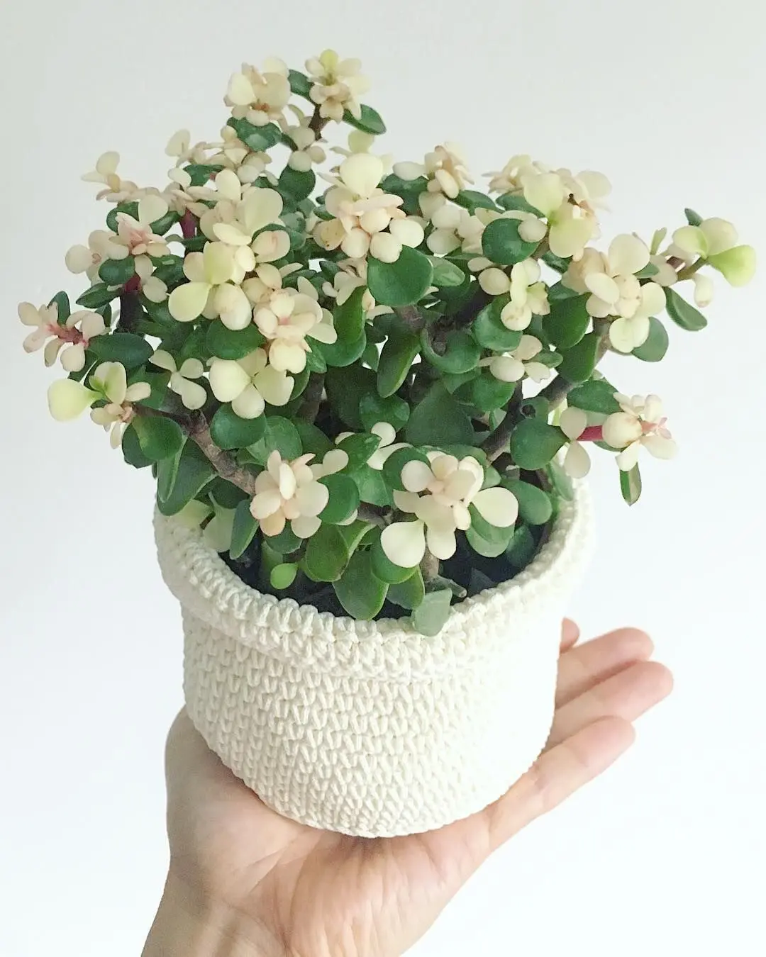 Portulacaria Afra Fiore: una guida completa per la coltivazione di questa pianta succulenta - Come far fiorire la Portulacaria Afra portulacaria afra fiore - Come far fiorire la Portulacaria Afra