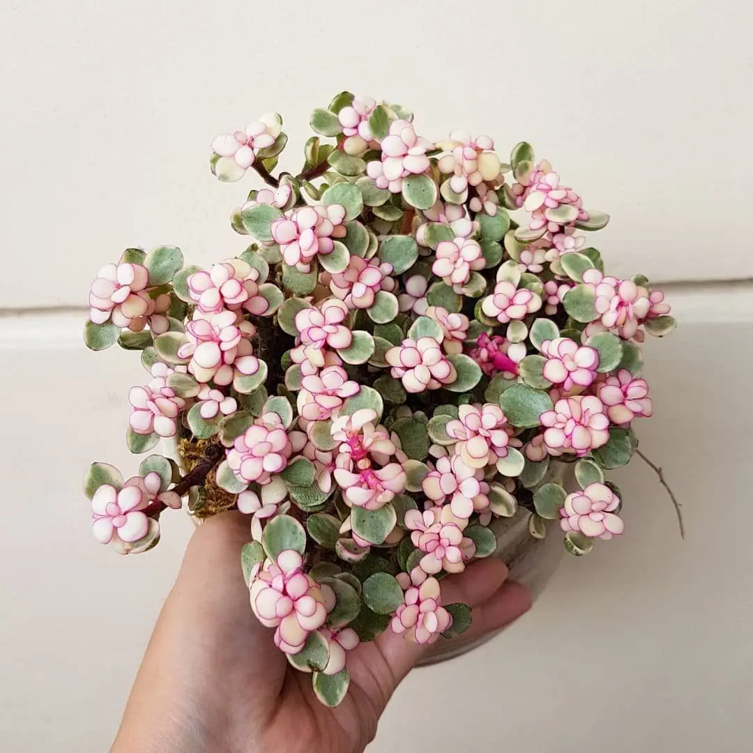 Portulacaria afra fiore: guida completa alla coltivazione di questa pianta succulenta