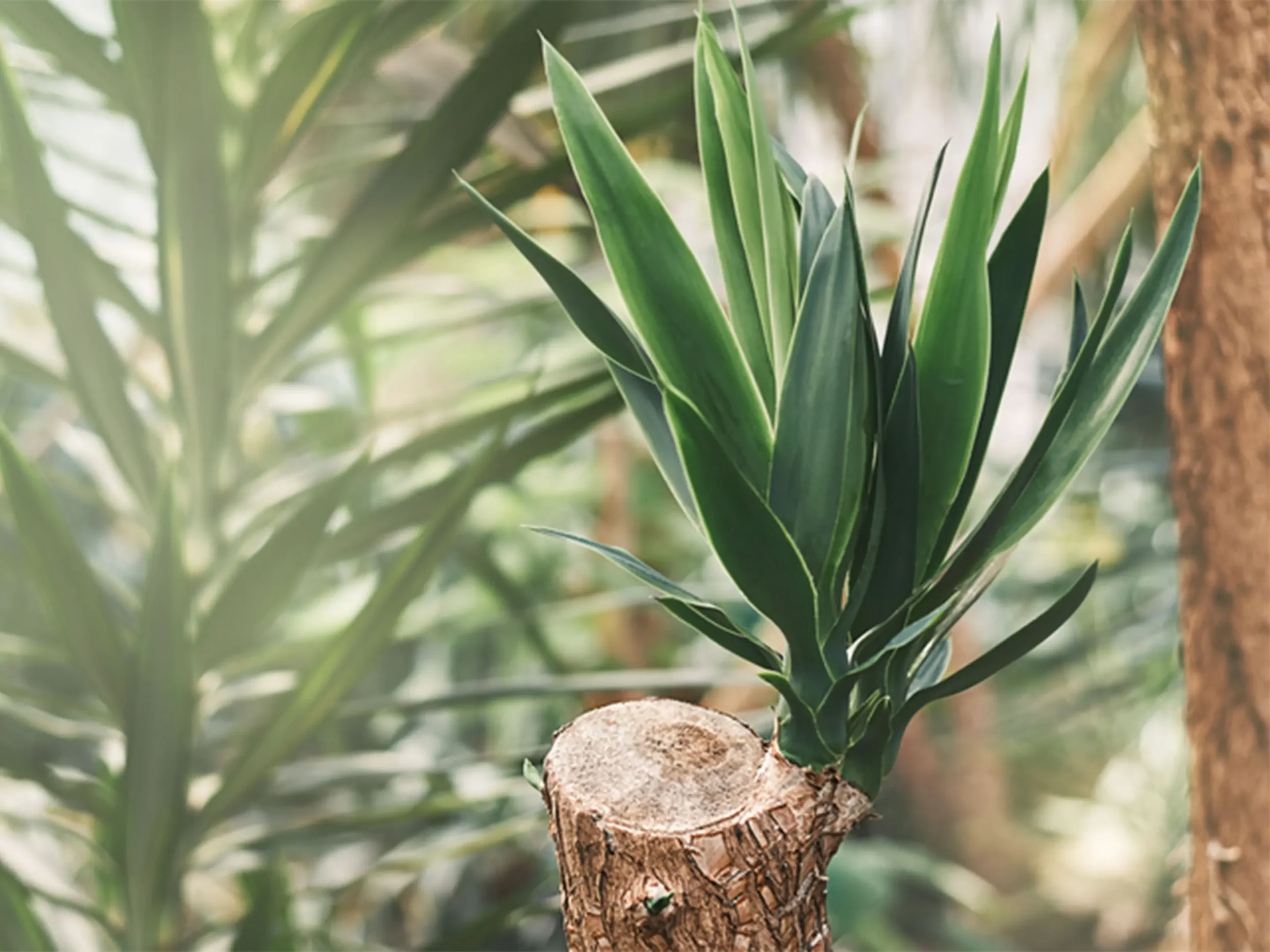 Yucca Fiori: una guida completa per la coltivazione e la cura - Come far fiorire la Yucca yucca fiori - Come far fiorire la Yucca