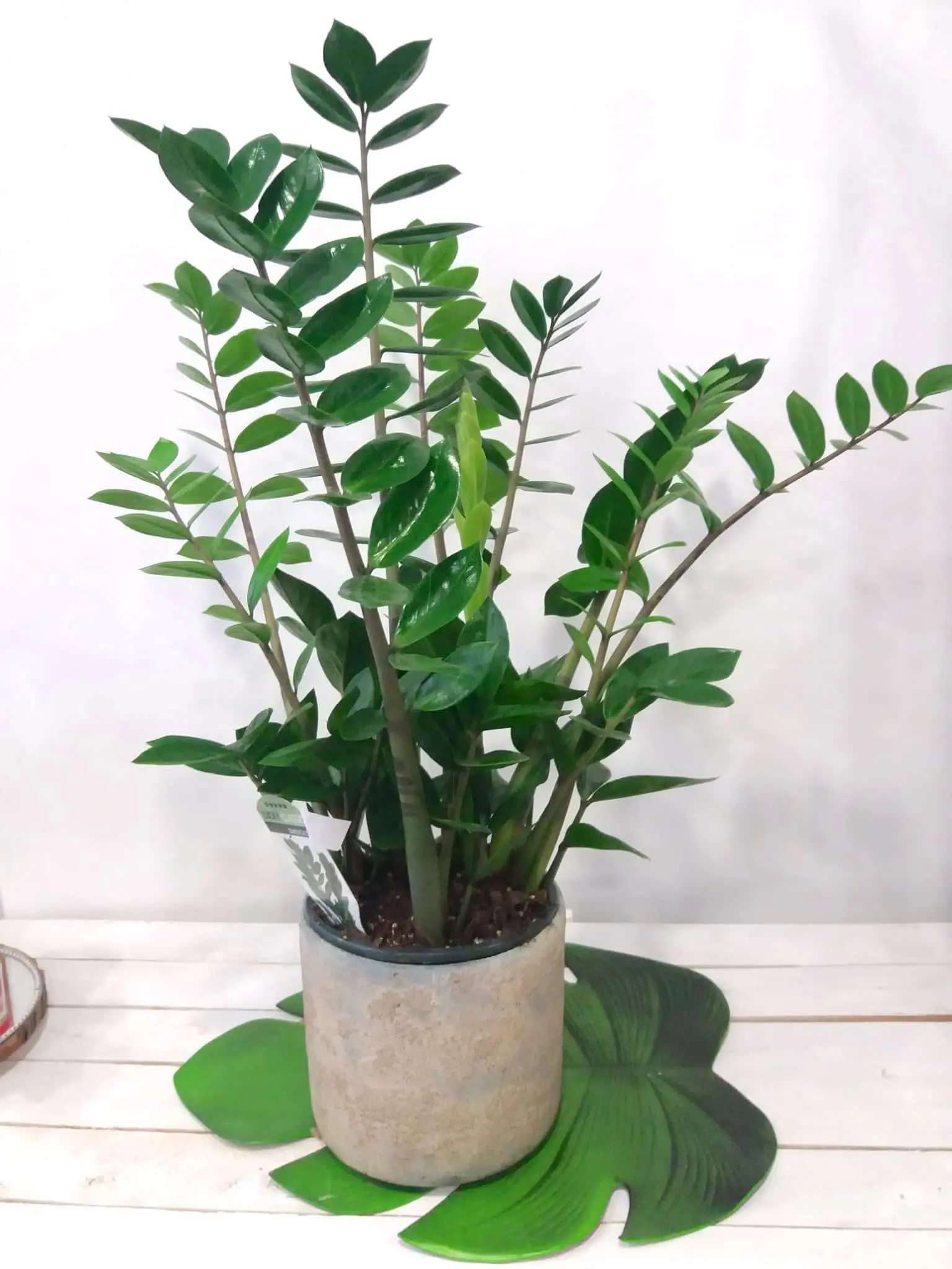 Come far fiorire la Zamioculcas - Come far fiorire la Zamioculcas zamia zamioculcas fiori - Come far fiorire la Zamioculcas