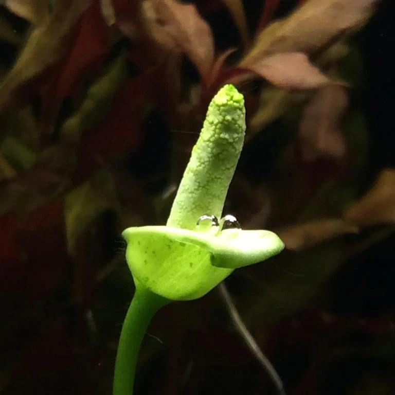 anubias fiore - Come far fiorire un Anubias