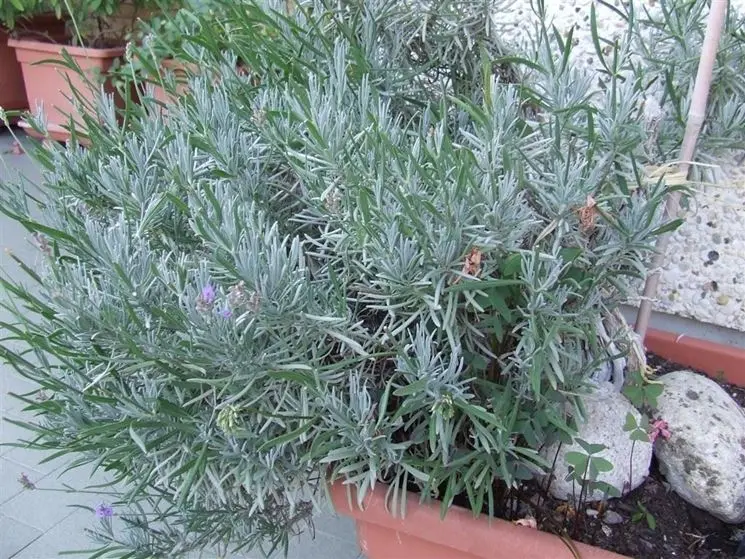 Lavanda che non fiorisce: cause e soluzioni - Come far fiorire una pianta di lavanda lavanda che non fiorisce - Come far fiorire una pianta di lavanda