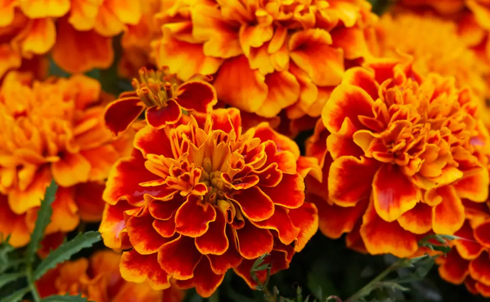 Come piantare semi di fiori in un vaso - Come far germogliare semi di fiori piantare semi fiori in vaso - Come far germogliare semi di fiori