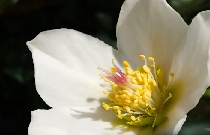 Fiore Rosa di Natale: Una Pianta Incantevole per il Periodo Natalizio - Come far rifiorire la rosa di Natale fiore rosa di natale - Come far rifiorire la rosa di Natale