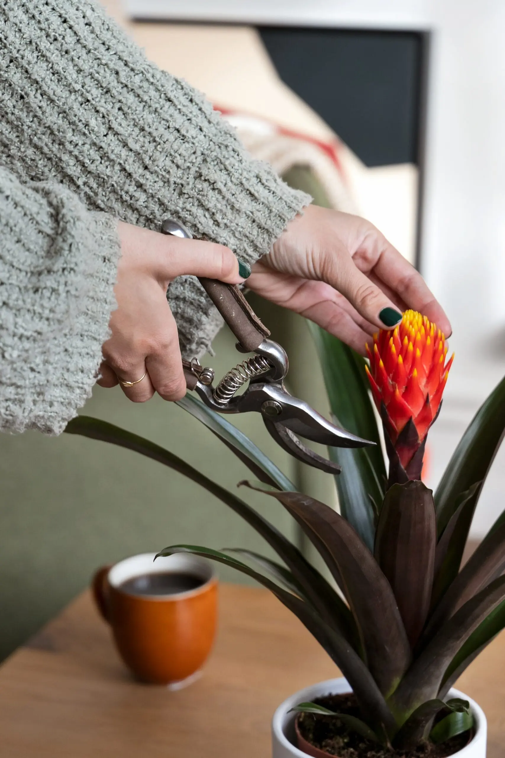 Bromelia fiore secco che fare: come far riprendere la pianta - Come far riprendere la Bromelia bromelia fiore secco che fare - Come far riprendere la Bromelia