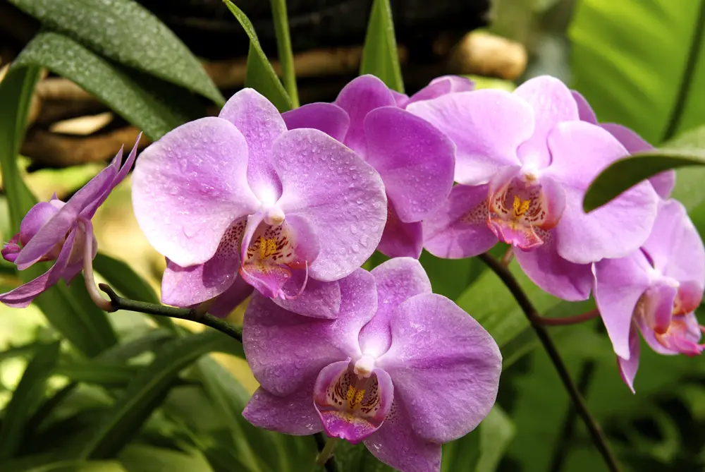 quanto dura fiore orchidea - Come fare durare di più i fiori orchidea