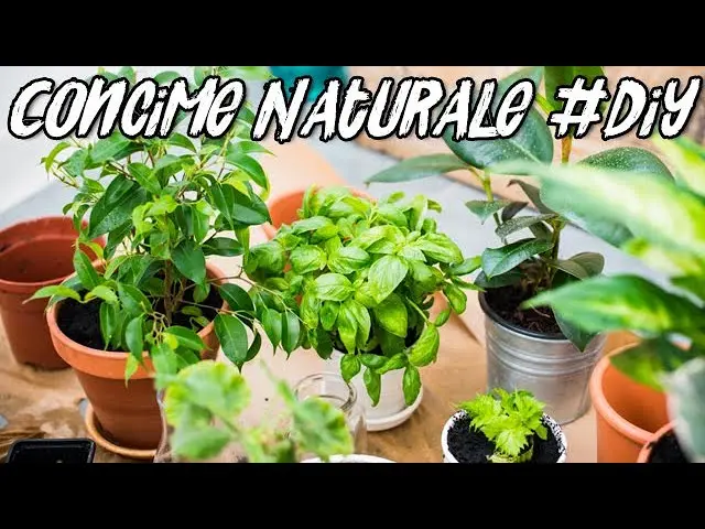 concime per fiori fatto in casa - Come fare il concime liquido in casa