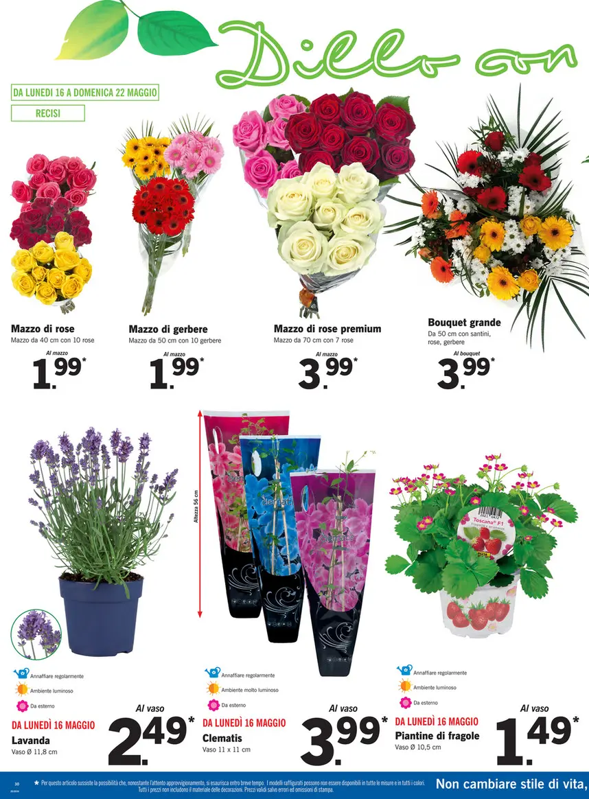 Lidl Fiori Recisi: Aggiungi un tocco di freschezza alla tua vita - Come fare la carta Lidl Plus lidl fiori recisi - Come fare la carta Lidl Plus