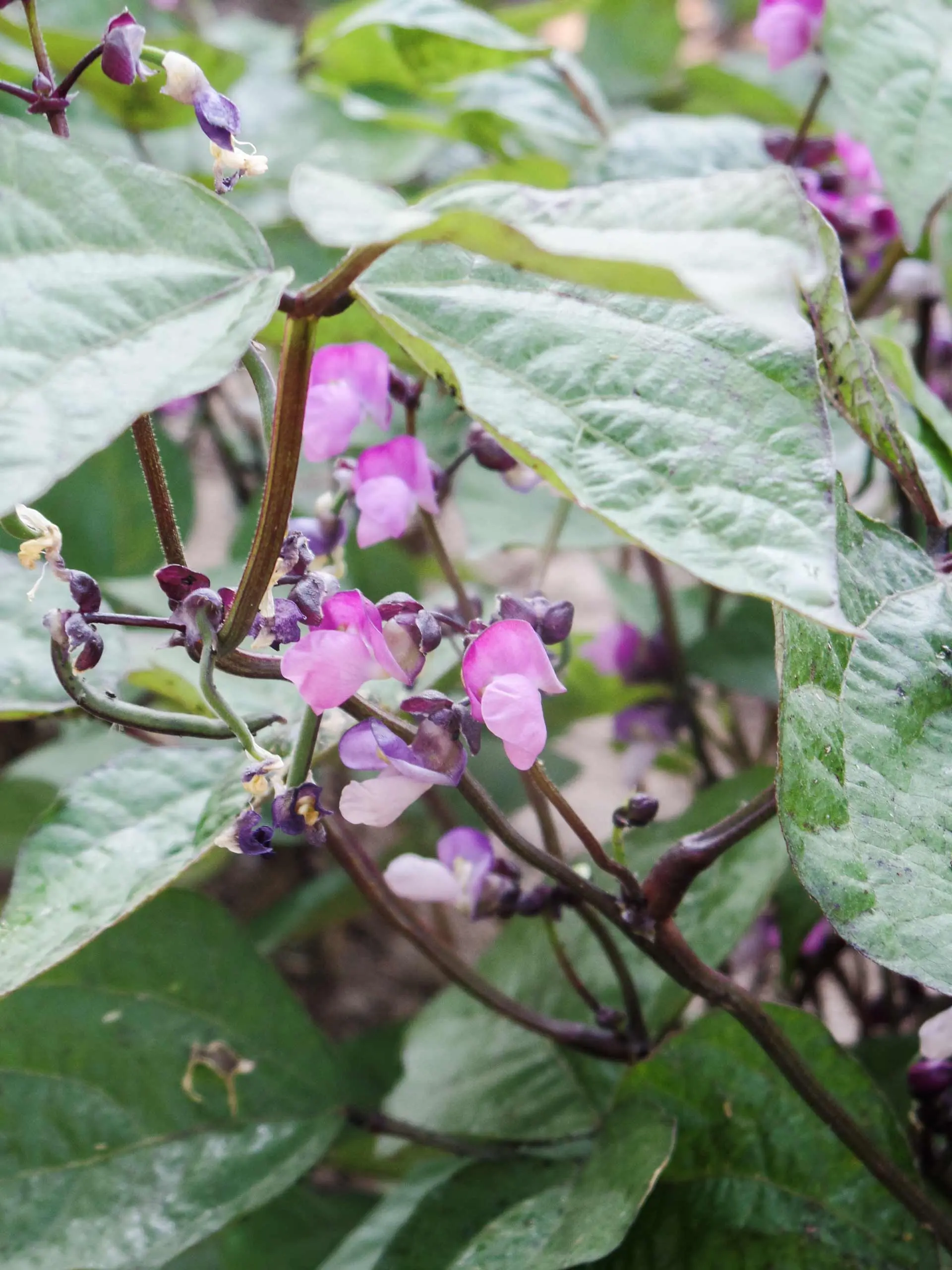 Come fare la pianta di fagioli - Come fare la pianta di fagioli fiori di fagioli - Come fare la pianta di fagioli