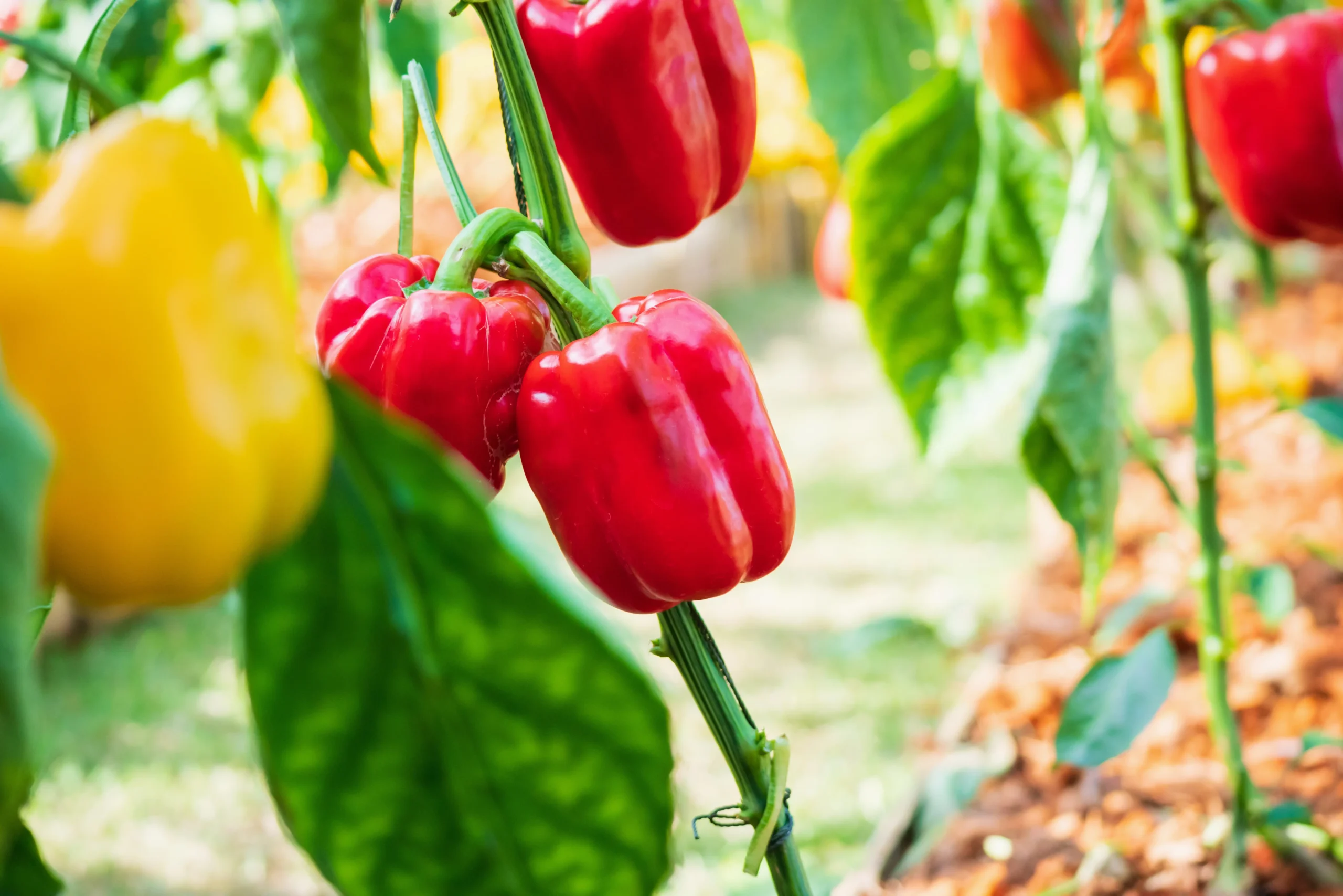 Fiori di Peperoni: Una guida completa alla coltivazione e alla cura - Come fare le piantine di peperoni fiori di peperoni - Come fare le piantine di peperoni