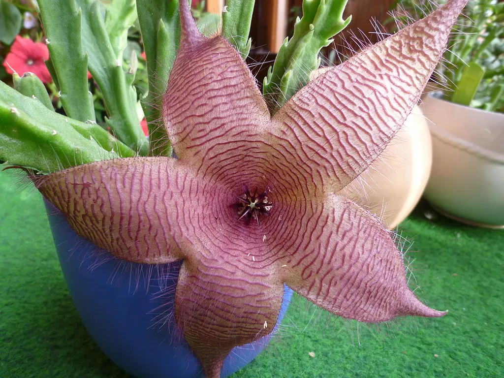 staphelia fiore - Come fare le talee della Stapelia