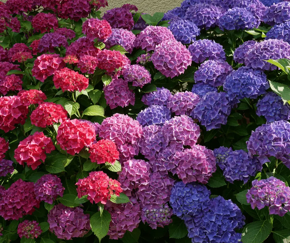 Quando fioriscono le ortensie: tutto ciò che devi sapere - Come fare per far fiorire le ortensie quando fioriscono le ortensie - Come fare per far fiorire le ortensie