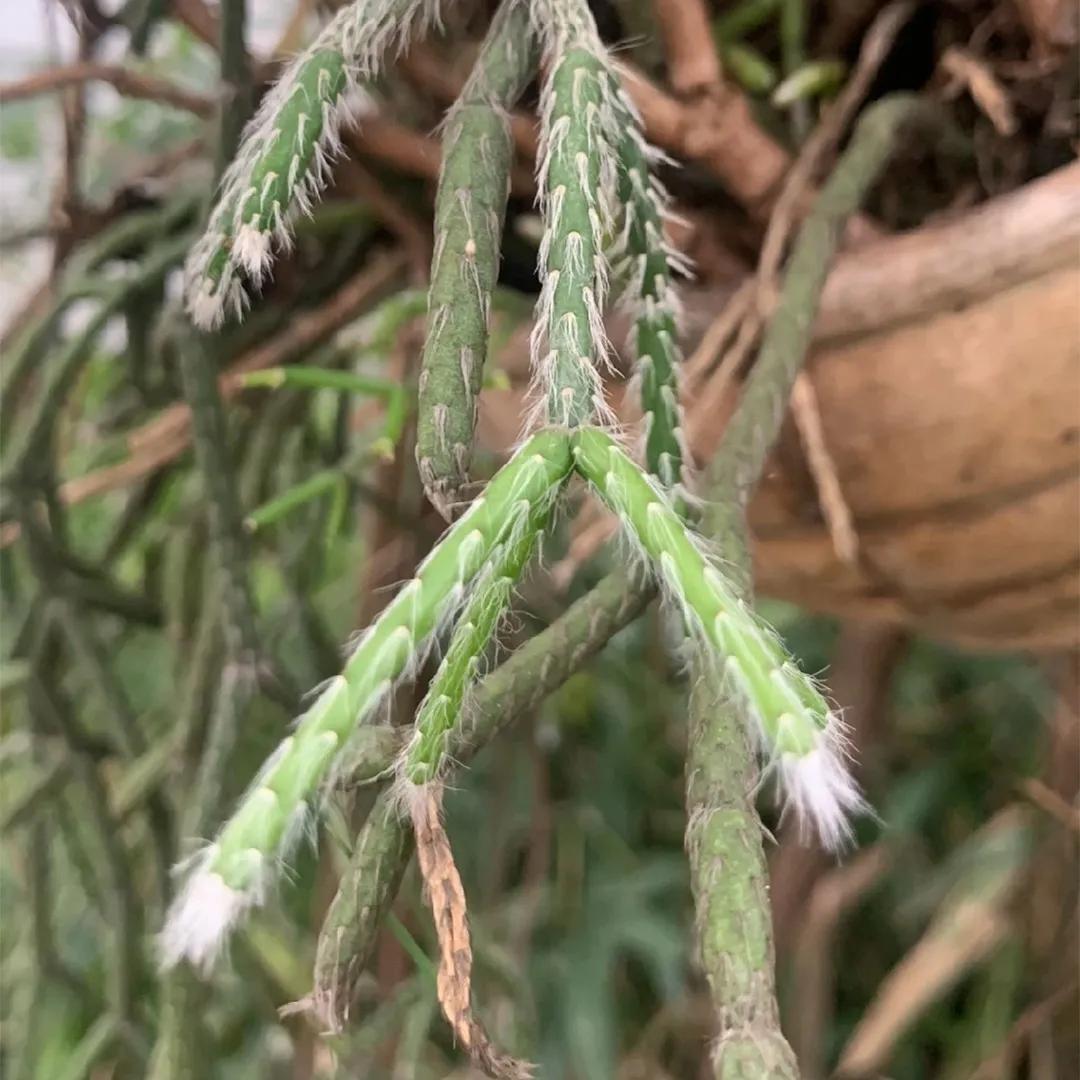 Rhipsalis Fiori: la pianta antistress perfetta per la tua casa - Come fare talee di Rhipsalis rhipsalis fiori - Come fare talee di Rhipsalis