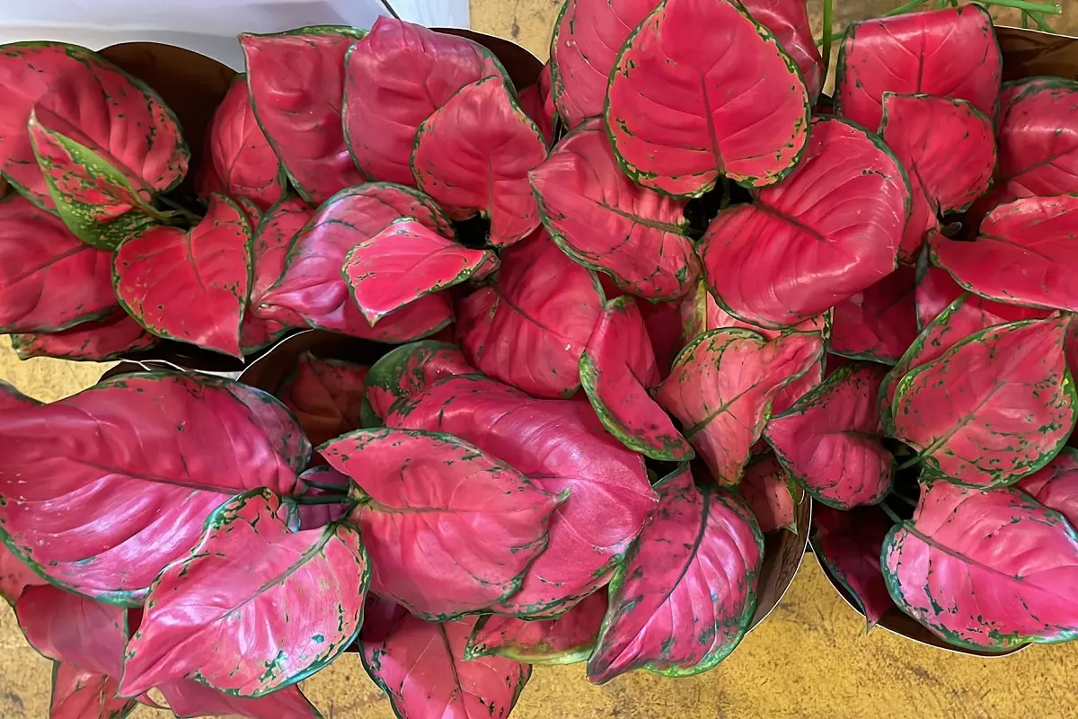 Aglaonema Fiore: Una pianta ornamentale perenne che si adatta bene all'appartamento - Come fare una talea di Aglaonema aglaonema fiore - Come fare una talea di Aglaonema