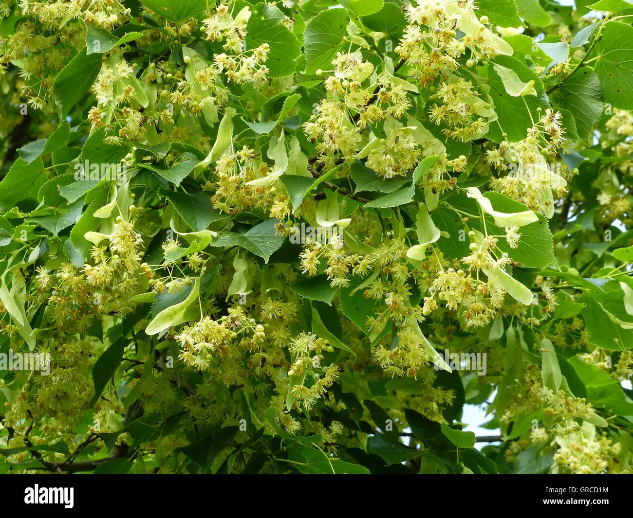 Come Fiorisce il tiglio - Come Fiorisce il tiglio tigli in fiore - Come Fiorisce il tiglio