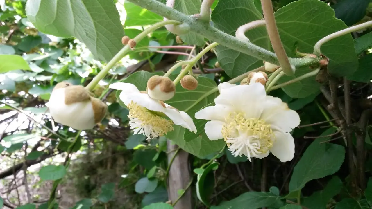 Fiori Kiwi Maschio: L'importanza dell'impollinazione nelle piante da kiwi - Come impollinare il kiwi senza maschio fiori kiwi maschio - Come impollinare il kiwi senza maschio
