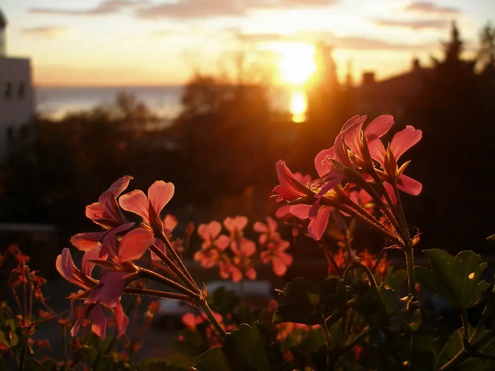 immagini fiori al tramonto - Come impostare reflex per tramonto