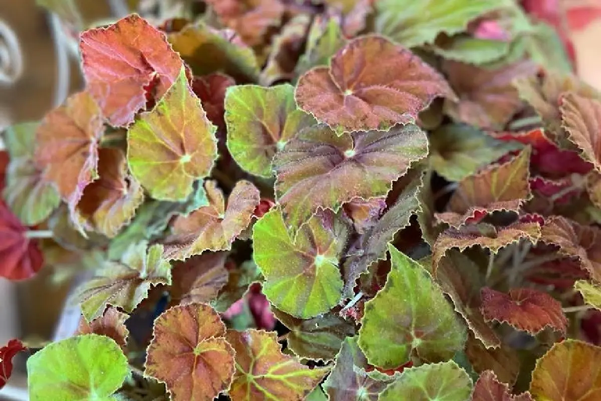Begonia Rex Fiori: una pianta decorativa con foglie spettacolari - Come innaffiare Begonia rex begonia rex fiori - Come innaffiare Begonia rex