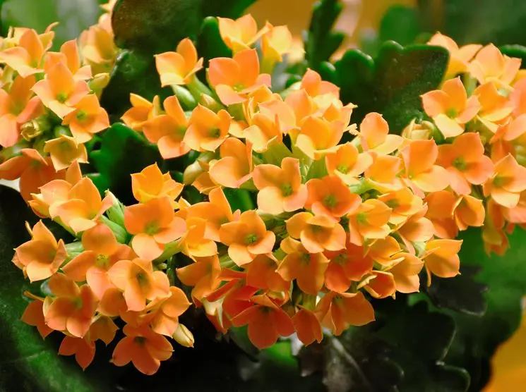 Fiori Calancola: La bellezza della natura in un fiore - Come innaffiare la Kalanchoe fiori calancola - Come innaffiare la Kalanchoe