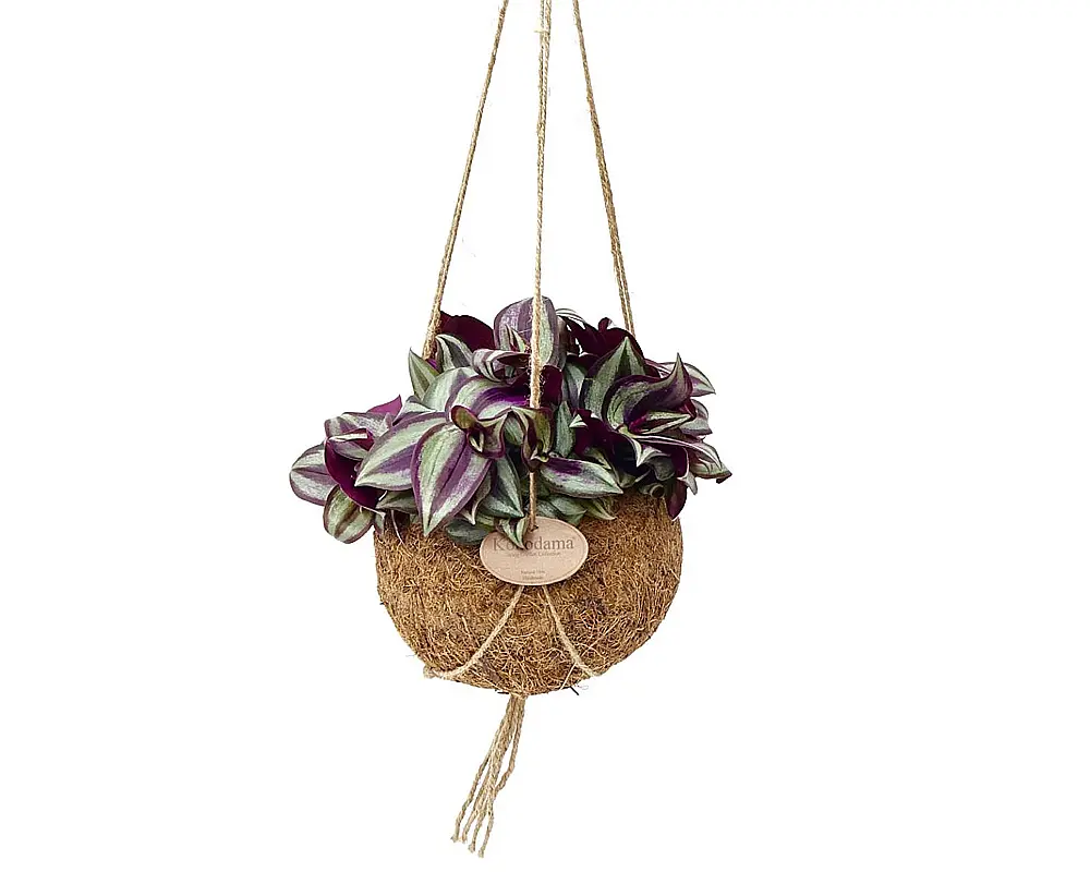 Tradescantia Zebrina Fiori: Una Guida Completa alla Coltivazione e Cura - Come innaffiare la Tradescantia tradescantia zebrina fiori - Come innaffiare la Tradescantia