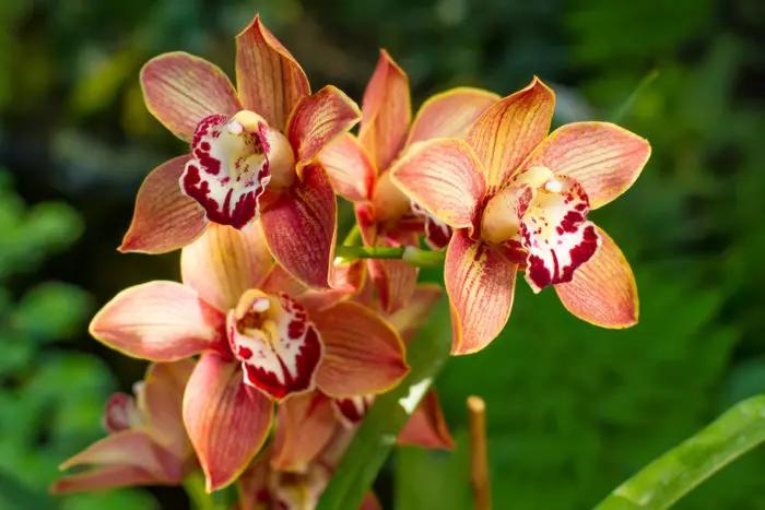 orchidea cymbidium come farla fiorire - Come innaffiare le orchidee Cymbidium
