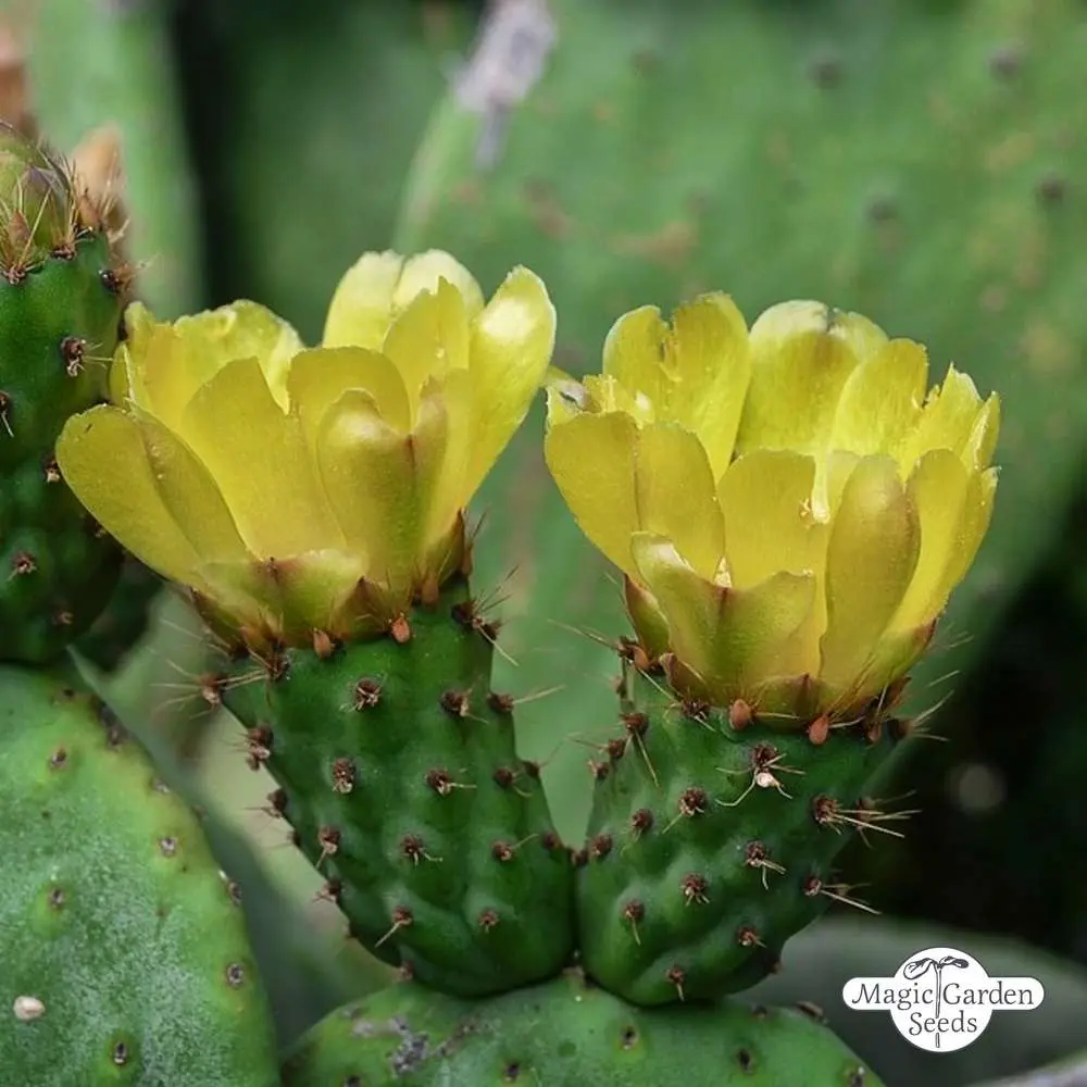 opuntia fiori - Come innaffiare Opuntia