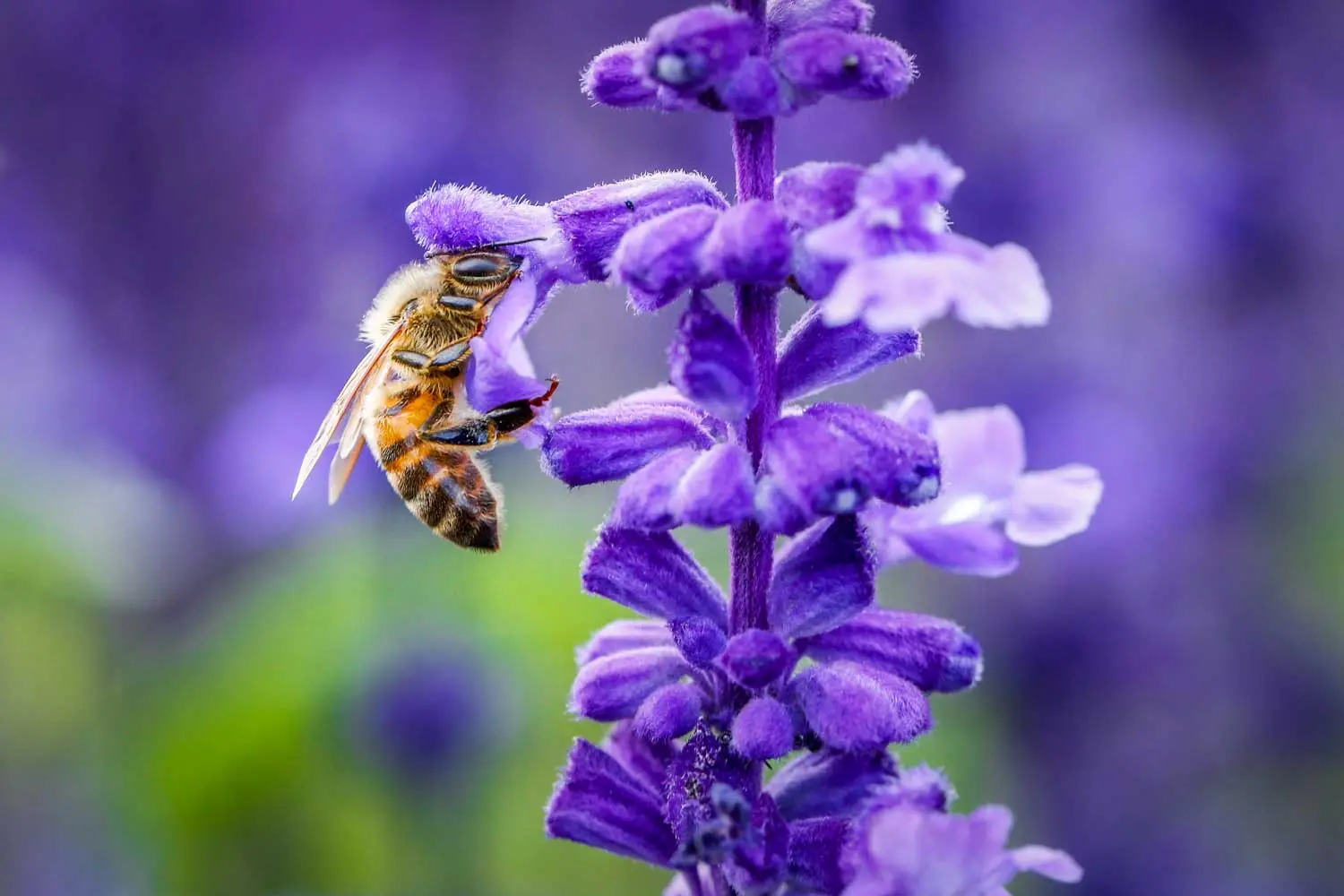 api e fiori - Come le api scelgono i fiori