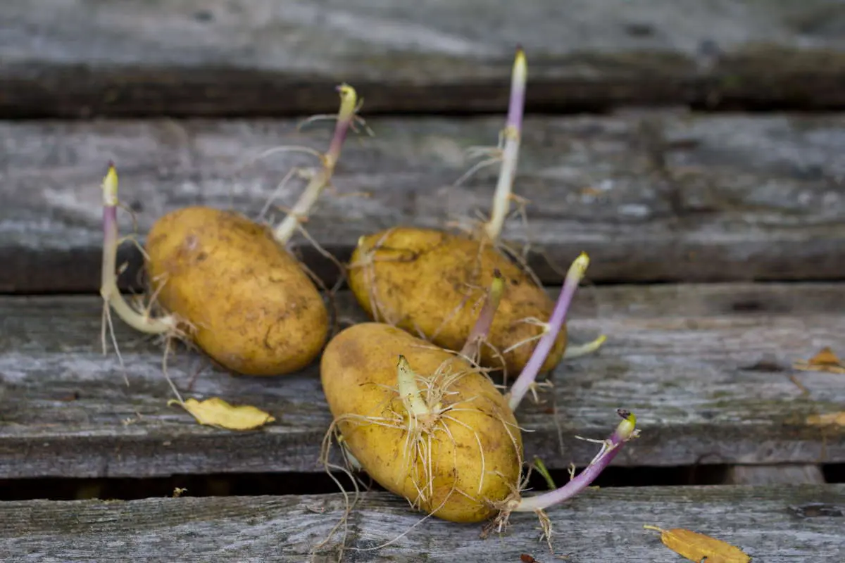 patate fiorite - Come mangiare le patate germogliate
