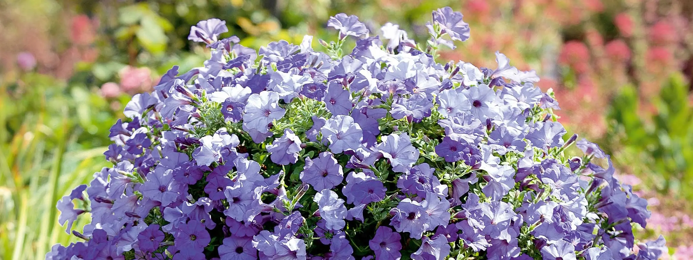 Fiore Surfinia: La pianta ideale per un terrazzo fiorito - Come mantenere belle le surfinie fiore surfinia - Come mantenere belle le surfinie