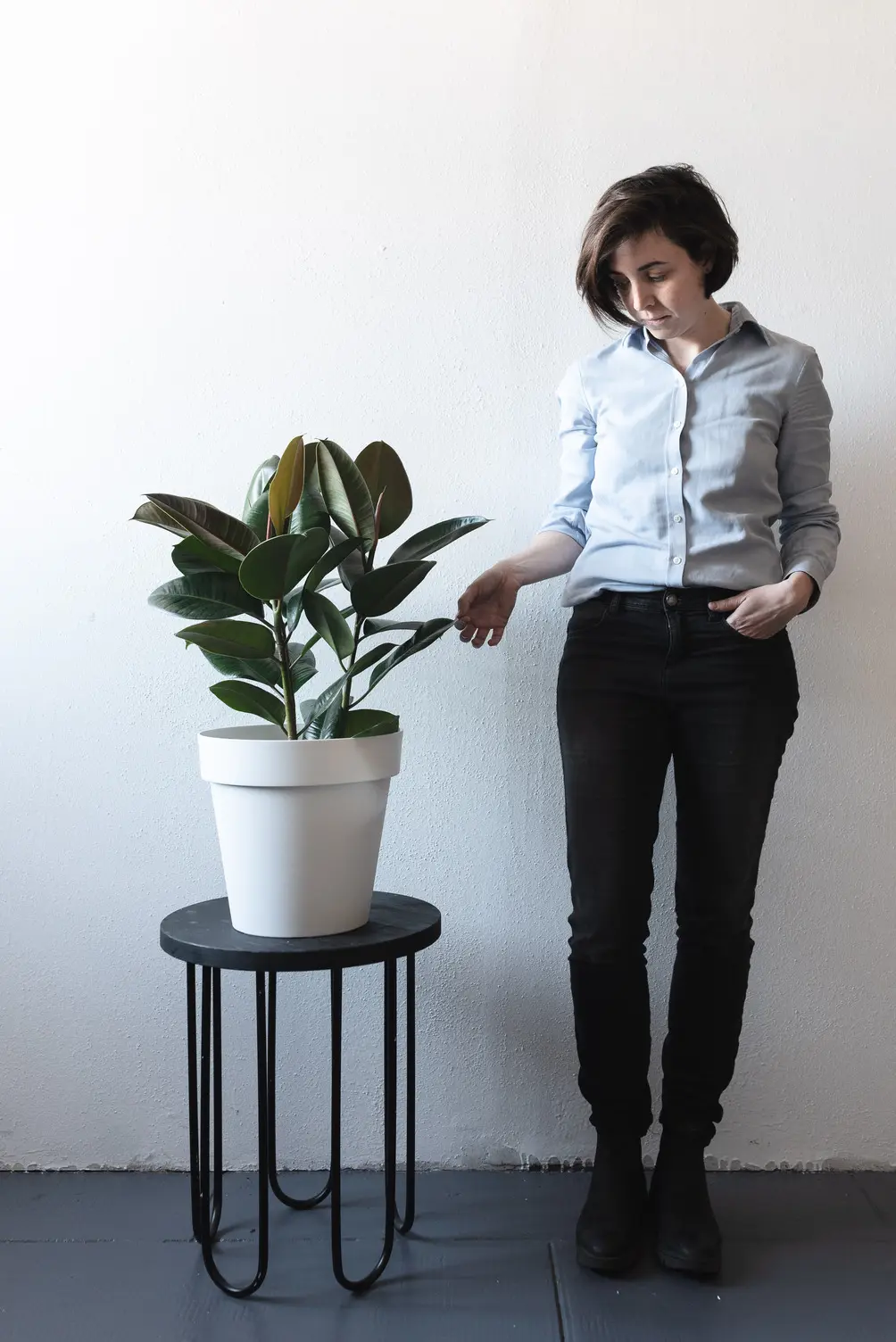 Ficus elastica fiori: una guida completa alla cura di queste piante - Come mantenere Ficus in vaso ficus elastica fiori - Come mantenere Ficus in vaso