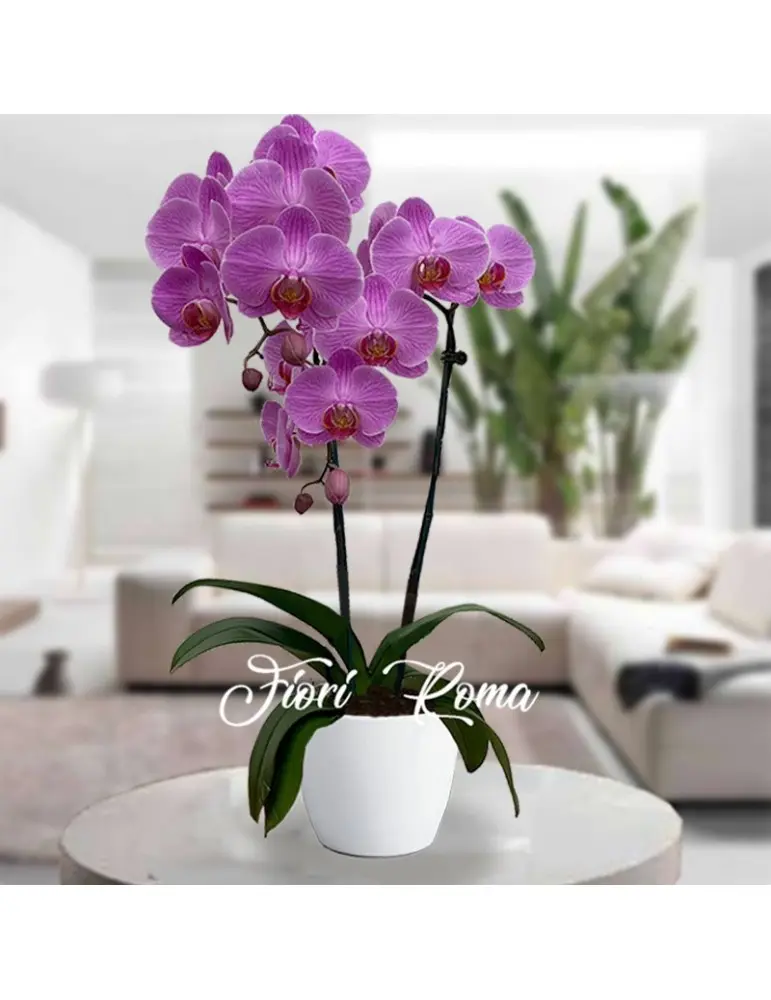 fiori di orchidee - Come mantenere i fiori di orchidea