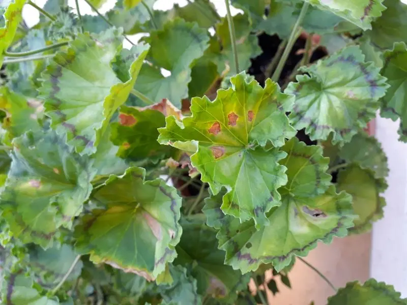 geranio senza fiori - Come mantenere i gerani fioriti