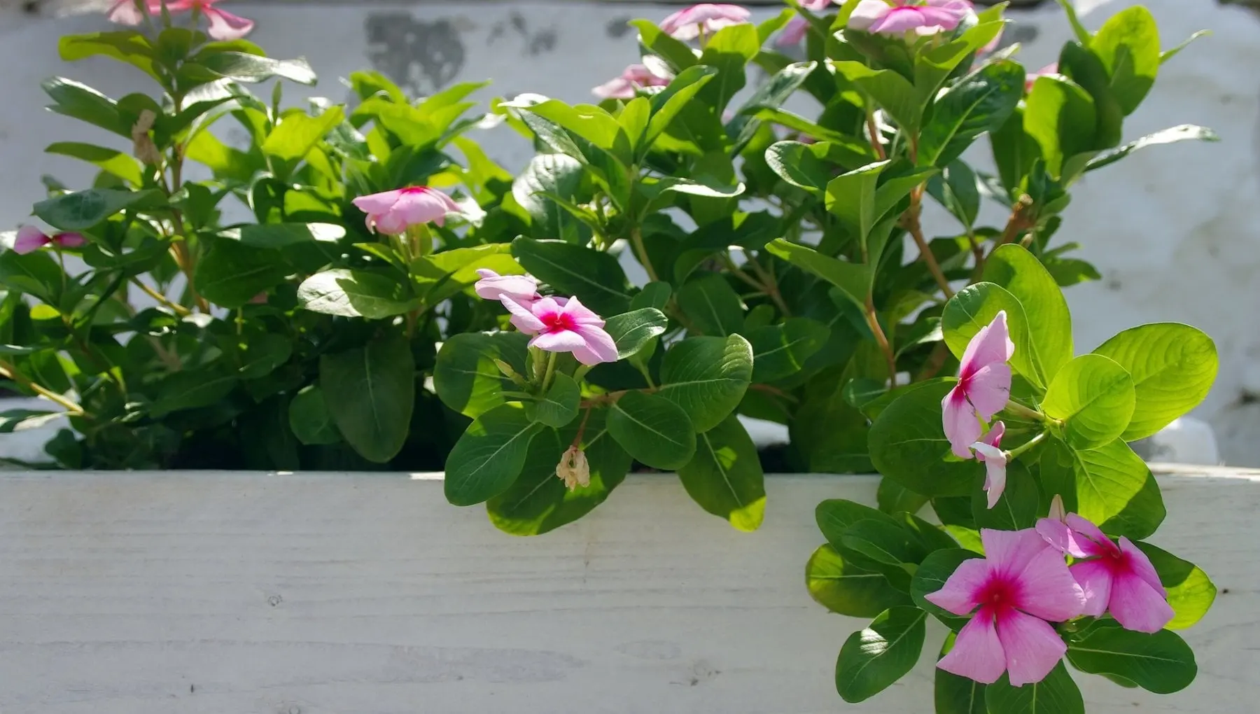 Mandevilla Fiore: una pianta rampicante dal fascino irresistibile - Come mantenere la Mandevilla in inverno mandevilla fiore - Come mantenere la Mandevilla in inverno