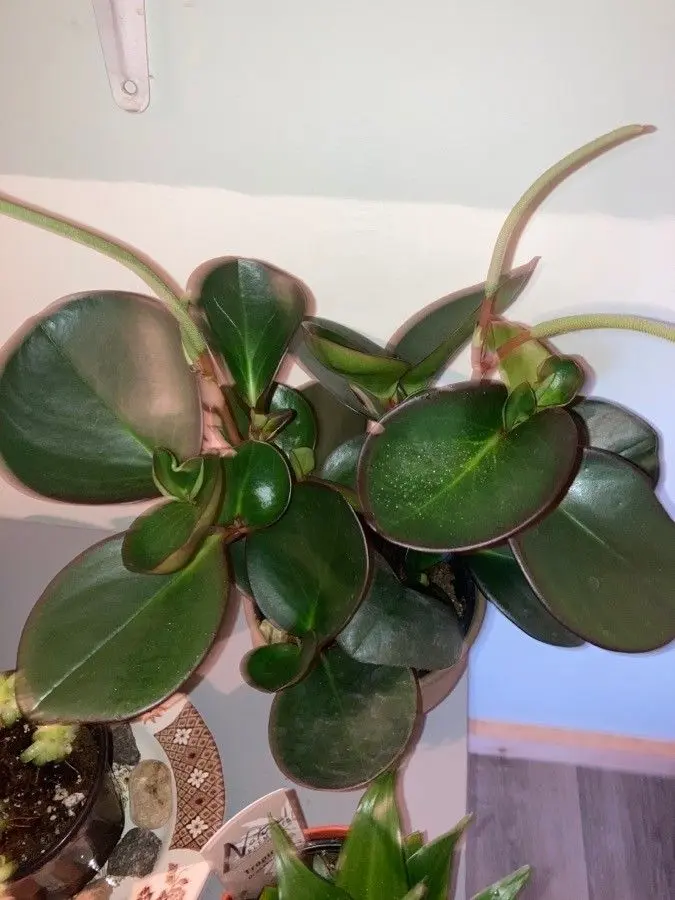 Come mantenere la Peperomia Obtusifolia Fiori - Come mantenere la Peperomia peperomia obtusifolia fiori - Come mantenere la Peperomia