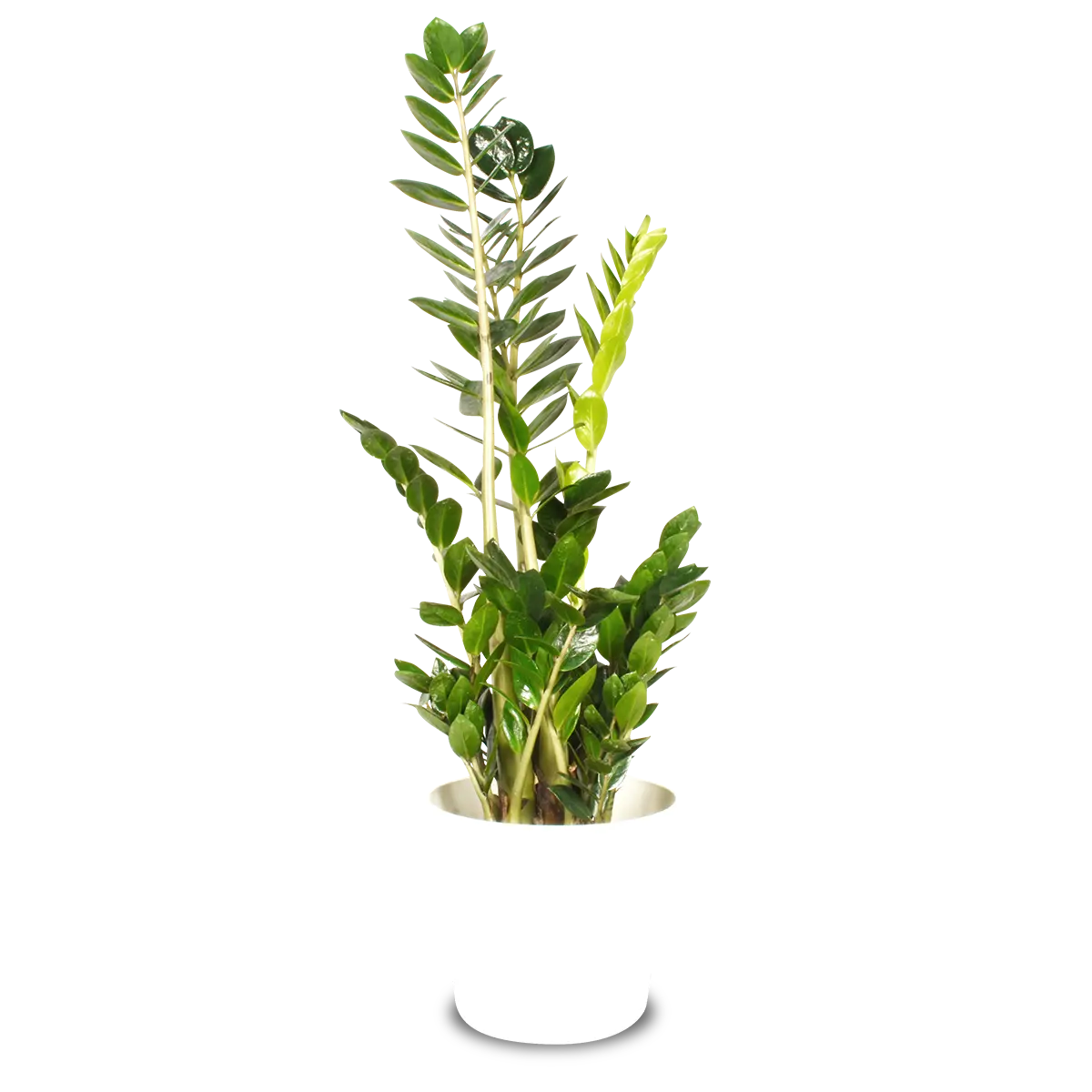Zamia fiore: la pianta perfetta per casa e ufficio