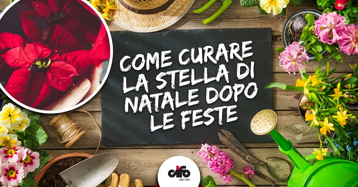 Stella di Natale Fiori: Consigli degli Esperti per Farli Durare tutto l'Anno - Come mantenere la Stella di Natale in estate stella di natale fiori - Come mantenere la Stella di Natale in estate