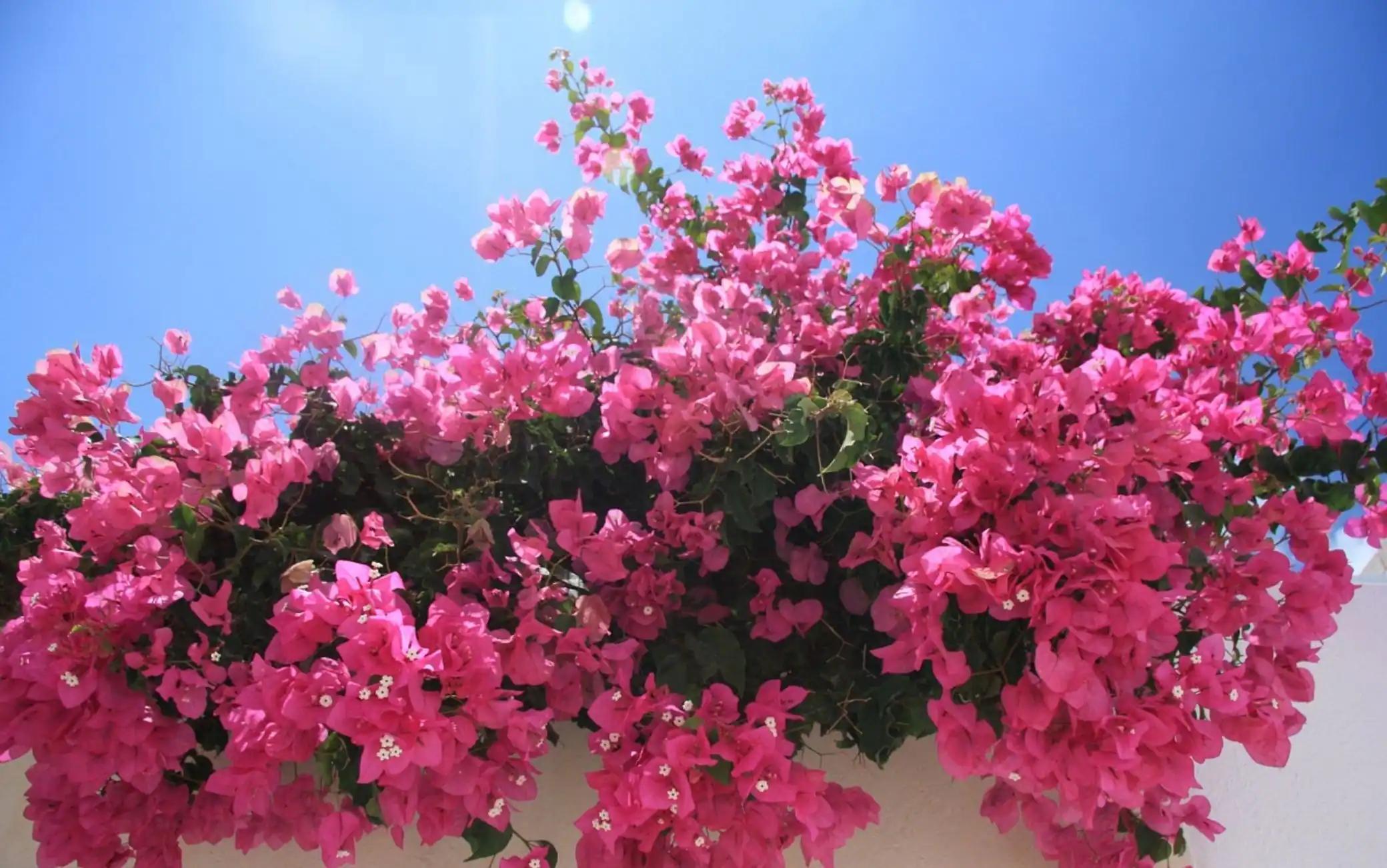 Come mantenere le bouganville in inverno - Come mantenere le bouganville in inverno fiori fucsia rampicanti - Come mantenere le bouganville in inverno