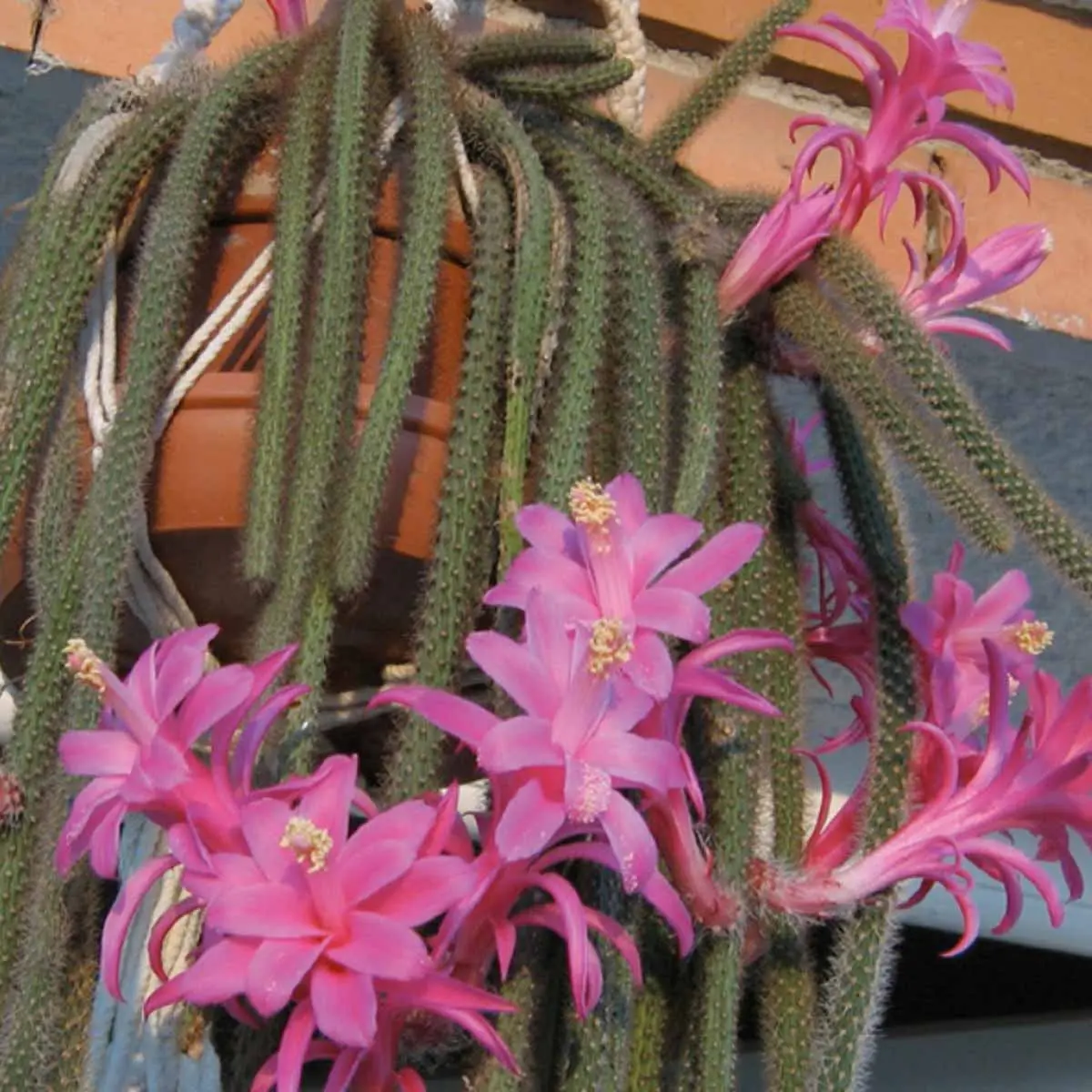 Coda di Topo Fiore: una pianta afmaravilloso per decorare il tuo spazio - Come moltiplicare la coda di topo coda di topo fiore - Come moltiplicare la coda di topo