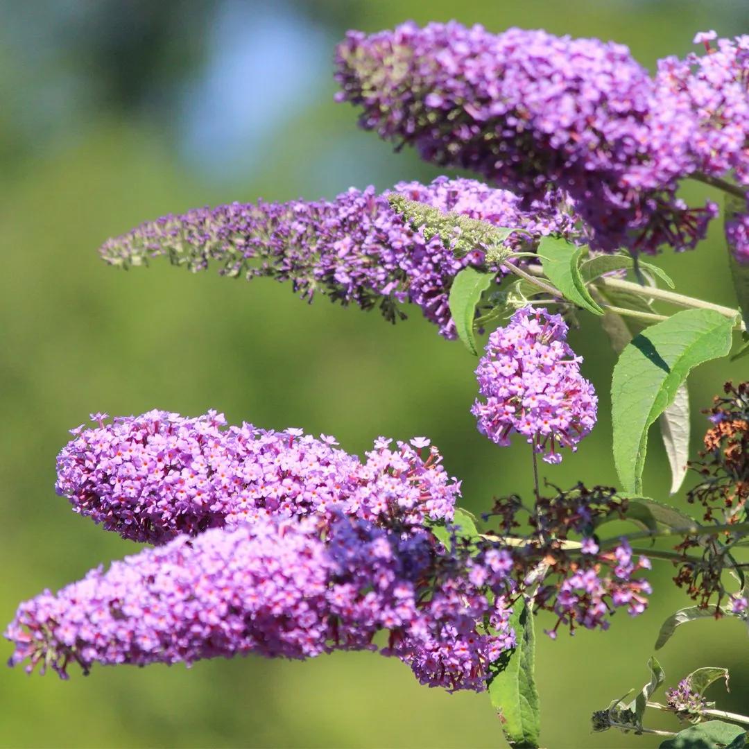 Come attirare farfalle nel tuo giardino: consigli pratici
