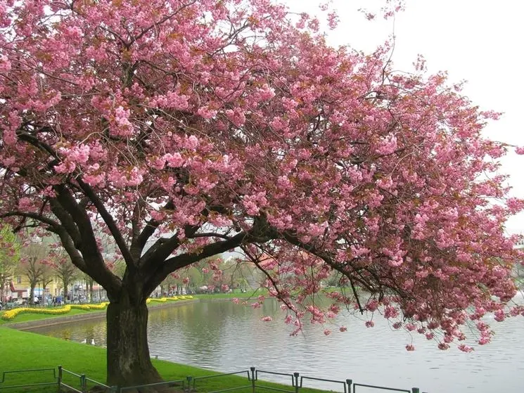 Albero di ciliegio in fiore: un'esplosione di bellezza primaverile - Come piantare un ciliegio da fiore albero di ciliegio in fiore - Come piantare un ciliegio da fiore