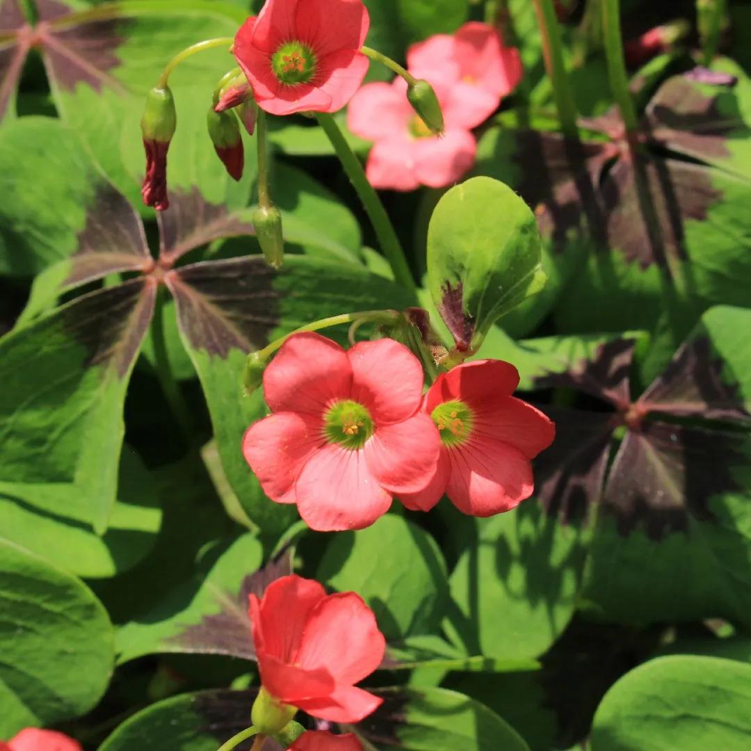 Fiori quadrifoglio: significato e cura della pianta