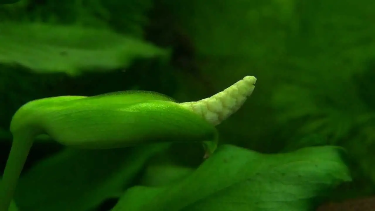 anubias fiore - Come posizionare le Anubias