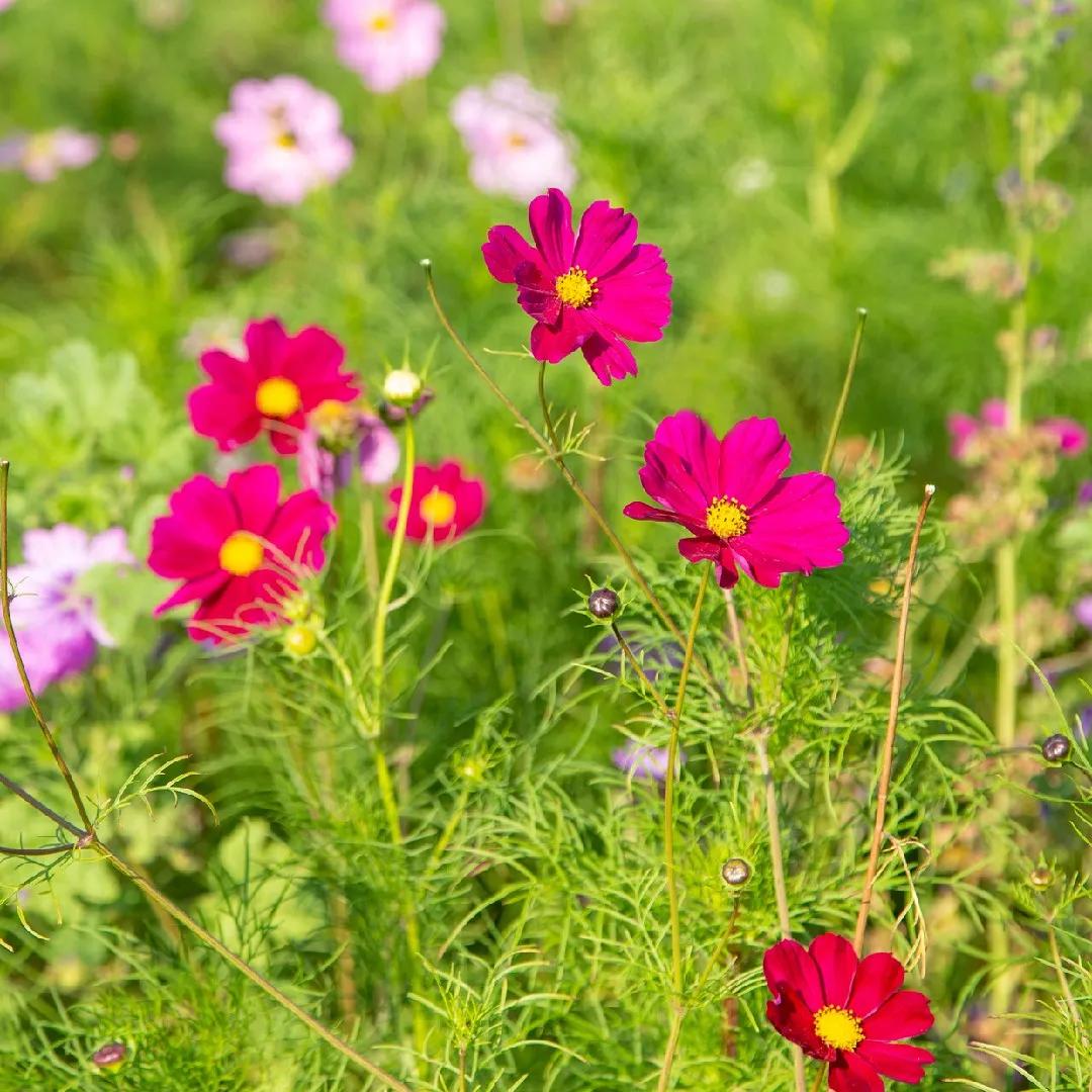 cosmea fiore - Come potare Cosmea