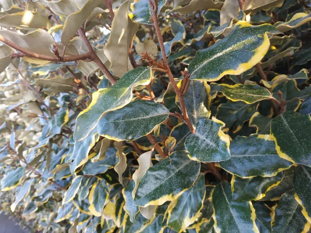 eleagnus ebbingei fiore - Come potare Eleagnus Ebbingei
