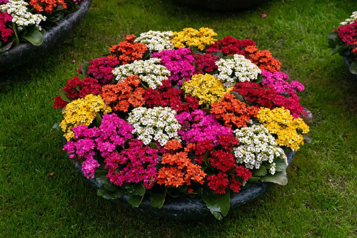 Cornice Geometrica In Ottone E Vetro Per Fiori Secchi – 14x16 Cm – Espositore Per Erbario E Foto