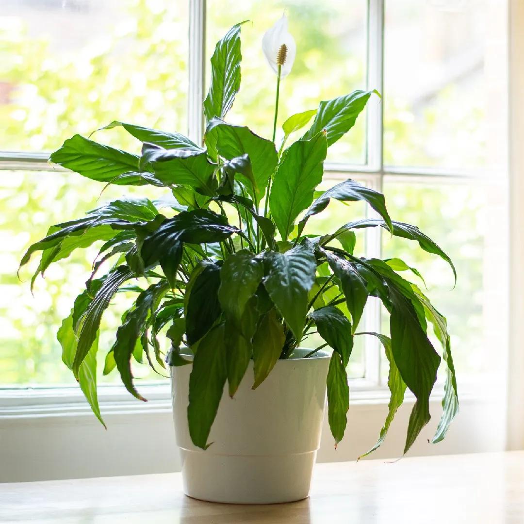 pianta con fiore bianco - Come prendersi cura del Spathiphyllum
